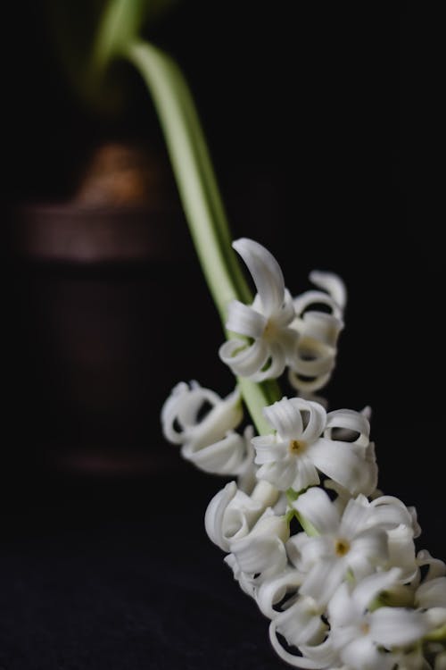 Flor Branca Em Lente Tilt Shift