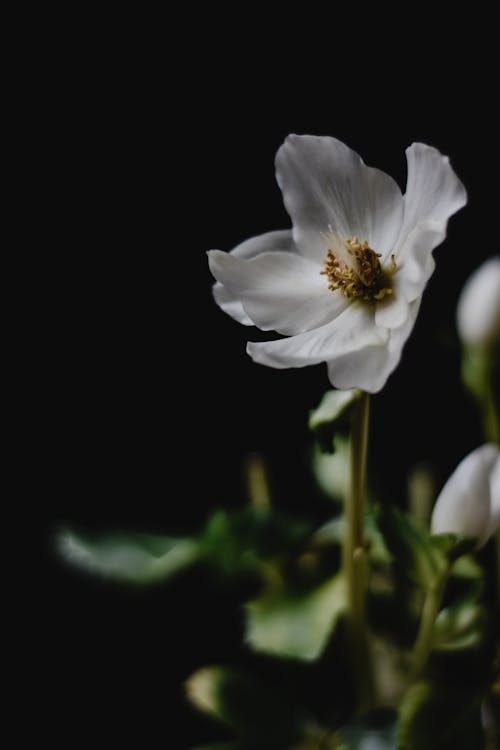 Free White Flower in Tilt Shift Lens Stock Photo