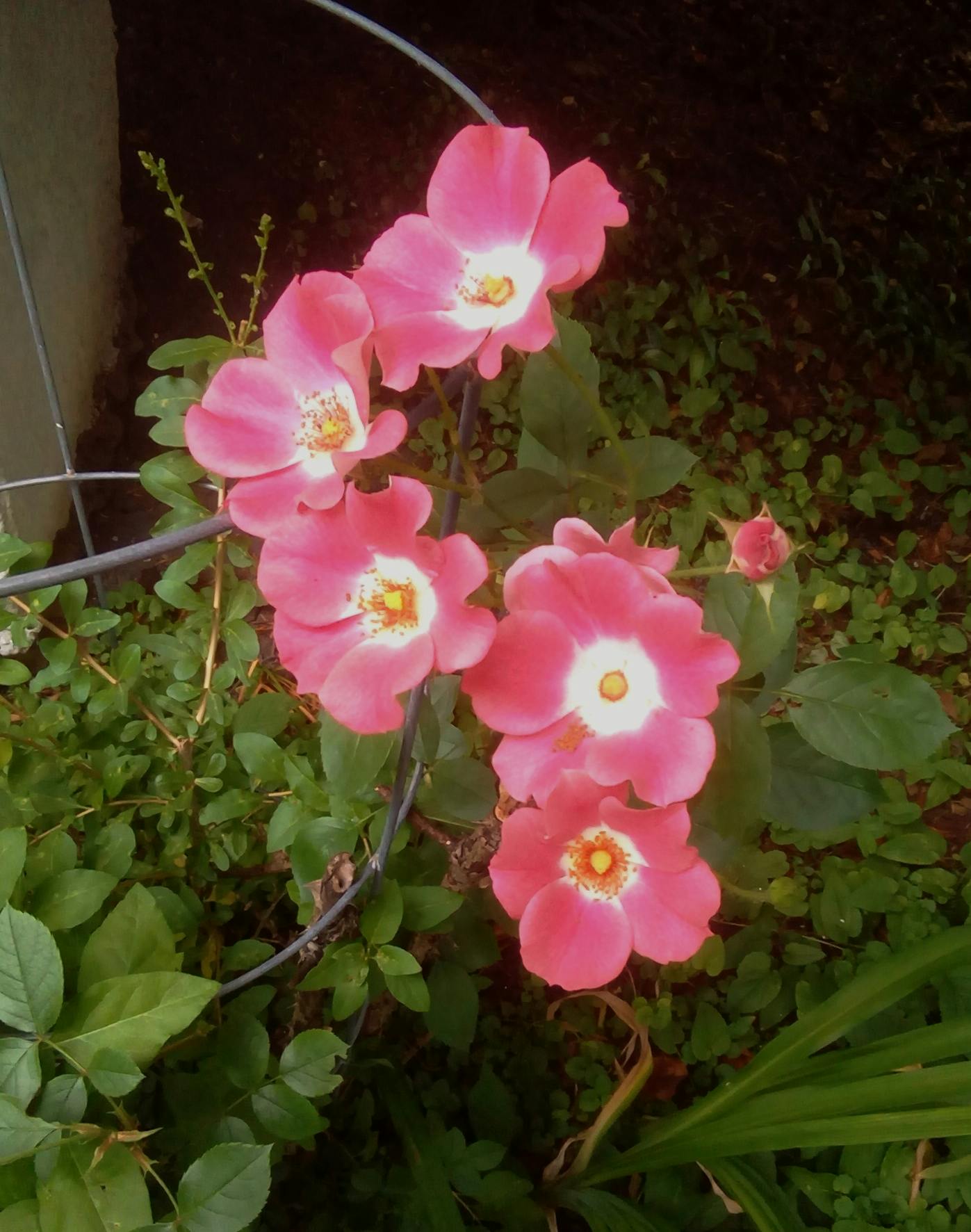 Foto Stok Gratis Tentang Bunga Taman Kebun Mawar