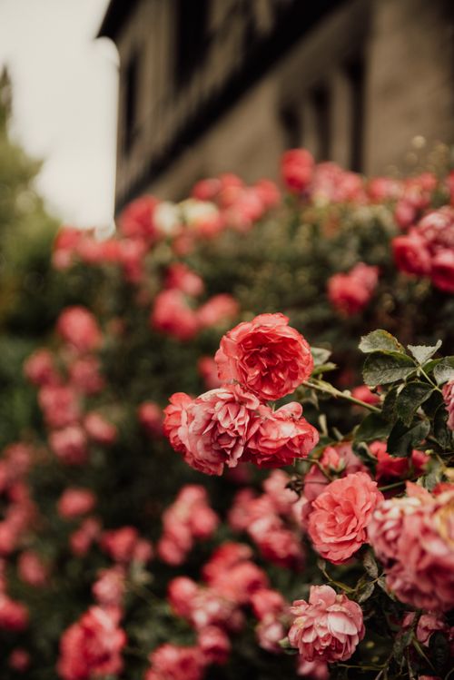 Free Vibrant pink roses in full bloom against a classic London backdrop, showcasing floral beauty. Stock Photo
