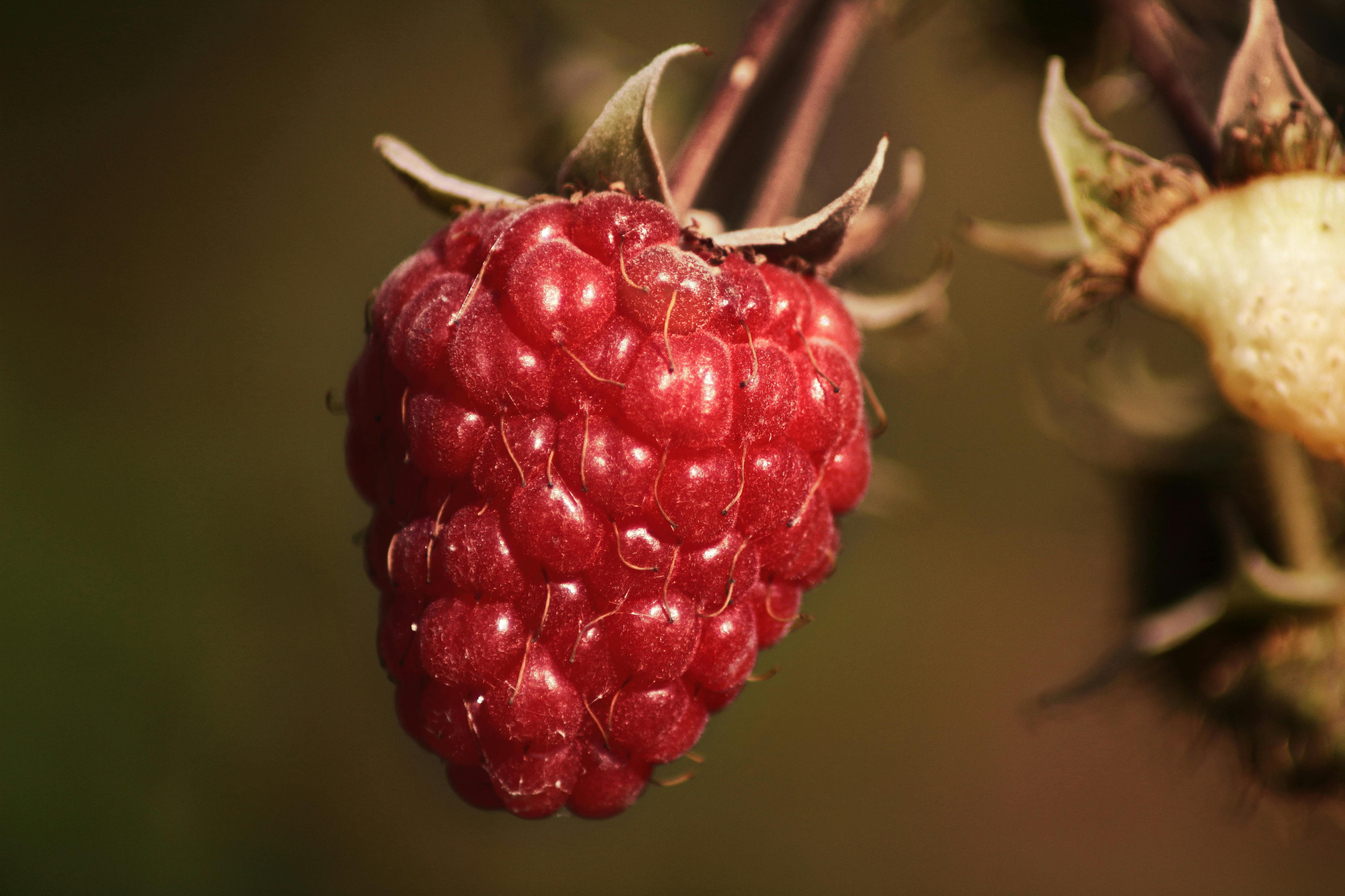 Free stock photo of macro, raspberry