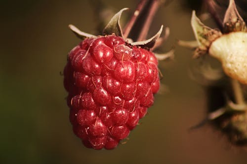 Photos gratuites de framboise, macro