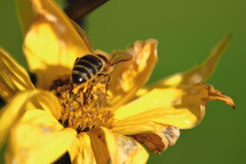 Photos gratuites de fleur, guêpe, jaune