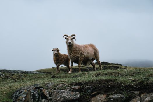 Two sheep stand prominently on a misty, rocky hillside, embodying rural tranquility.