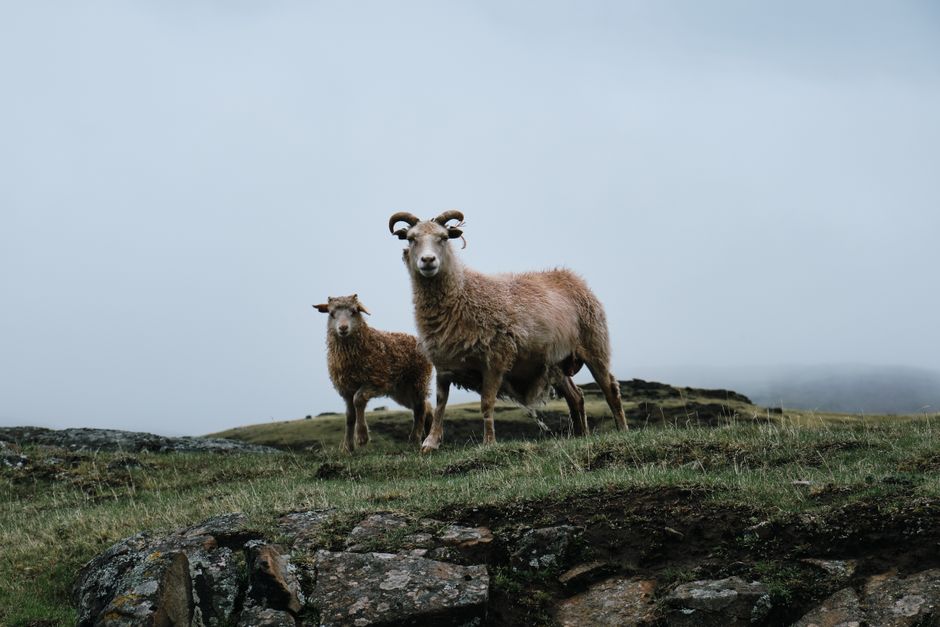 Two sheep stand prominently on a misty, rocky hillside, embodying rural tranquility.