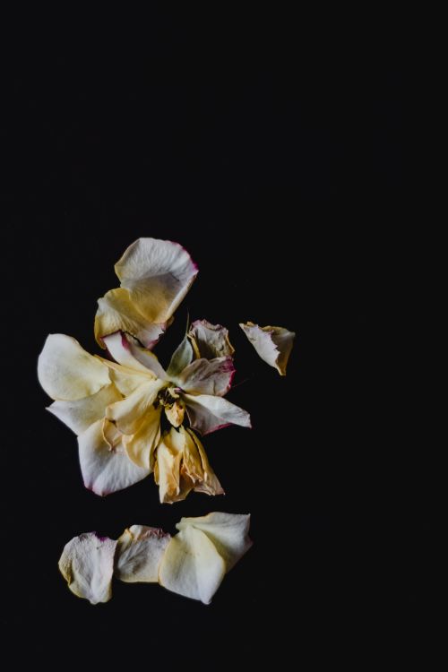 Free A close-up of a wilted flower against a black background, conveying a somber and artistic mood. Stock Photo