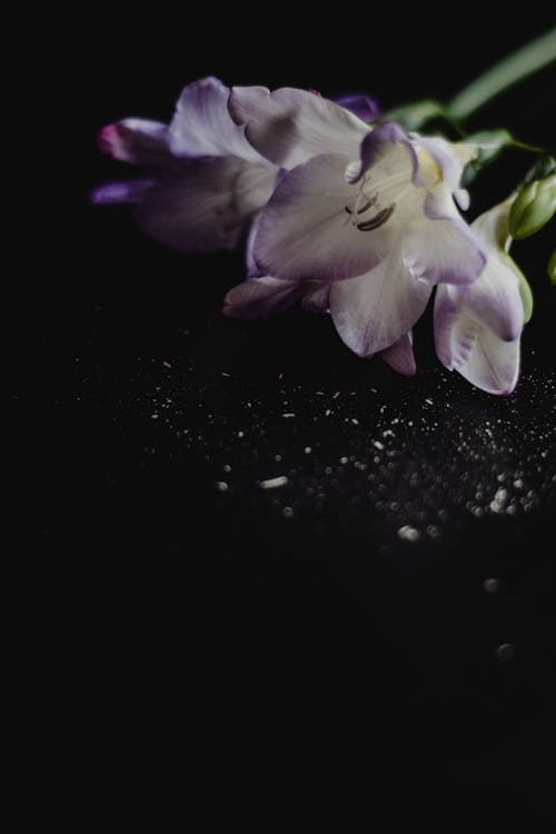 คลังภาพถ่ายฟรี ของ กระจุก, กลีบดอก, ดอกไม้
