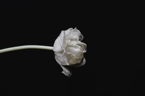 White Flower in Bloom on Black Background
