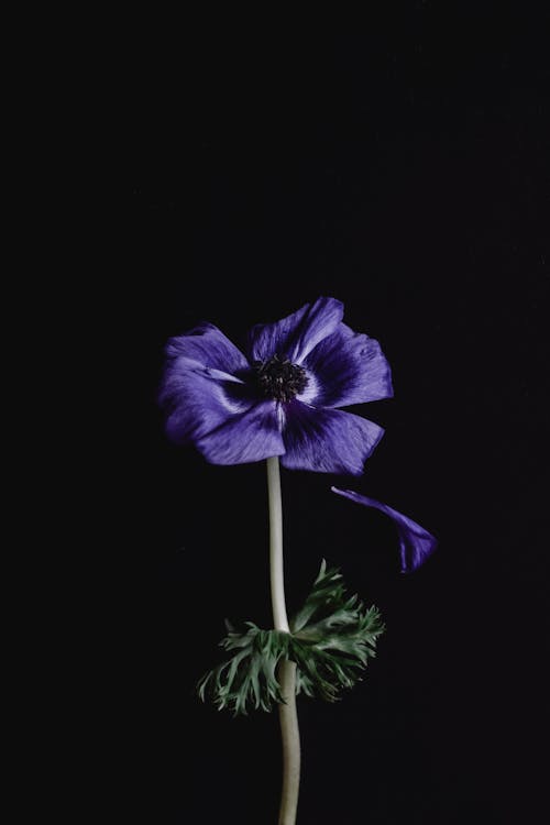 Free Purple Flower with Green Leaf Stock Photo