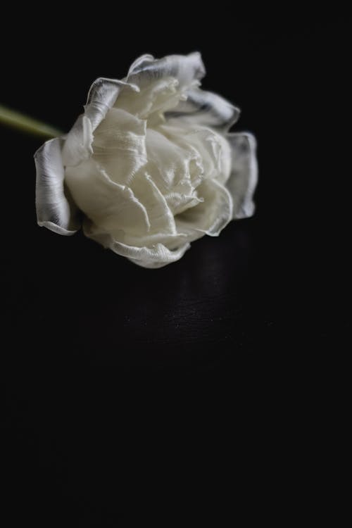 Mawar Putih Pada Tekstil Kulit Hitam
