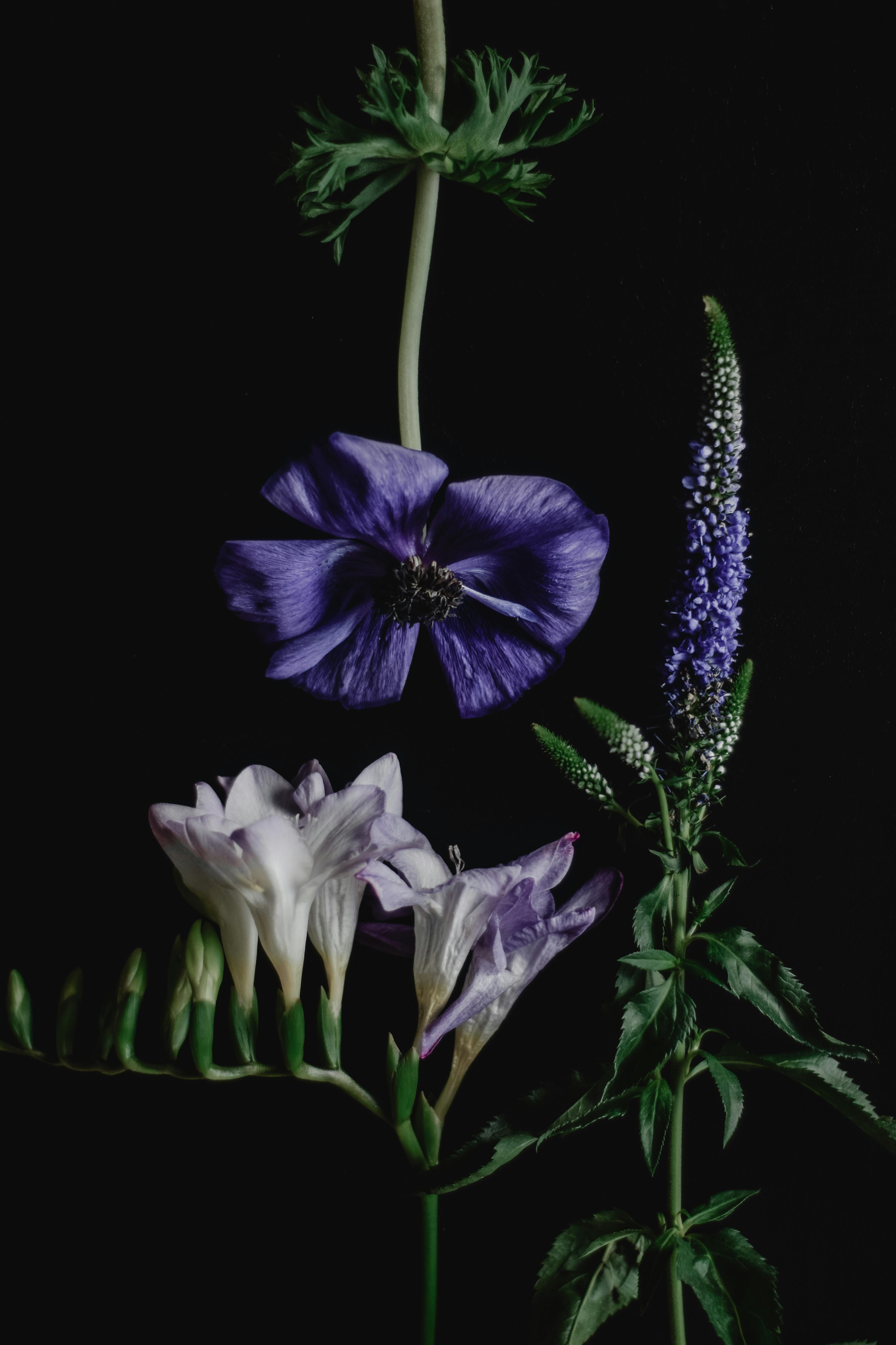 Close-up of purple and white flowers against a black background showcasing vibrant beauty.