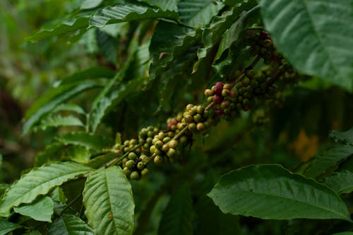 Ilmainen kuvapankkikuva tunnisteilla kahvipavut, kasvi, lähikuva