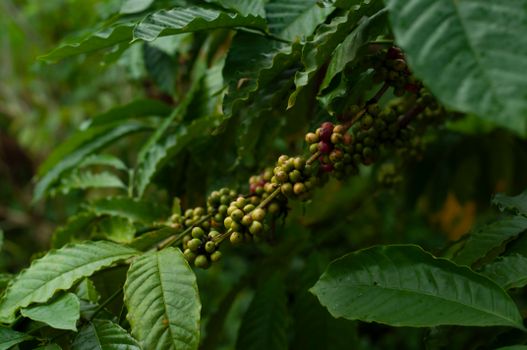 A detailed view of coffee plant leaves with unripe and ripe coffee beans in a lush green setting.