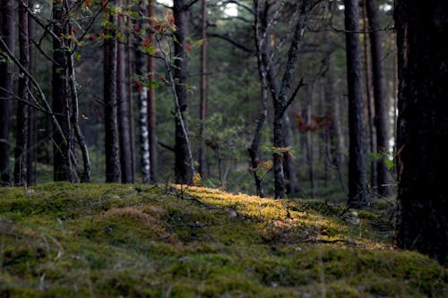 Ilmainen kuvapankkikuva tunnisteilla metsä