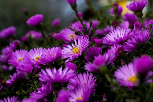 Kostenlos Pinke Blumen Stock-Foto