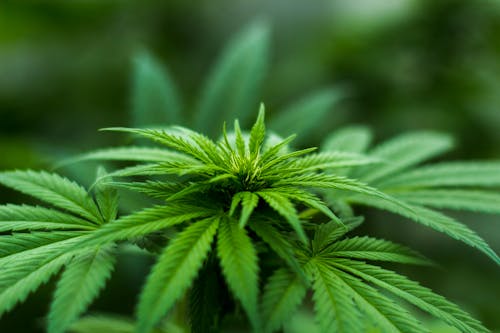 Free Shallow Focus Photography of Cannabis Plant Stock Photo