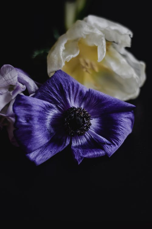黑色背景上的紫色和白色的花