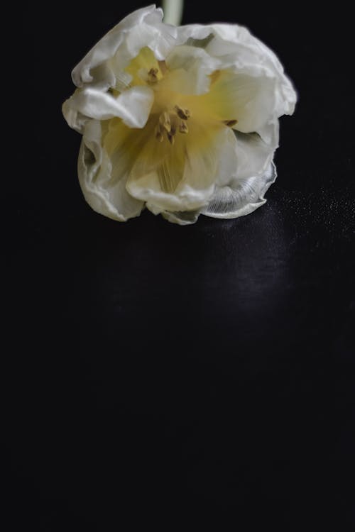 Imagine de stoc gratuită din a închide, delicat, floare