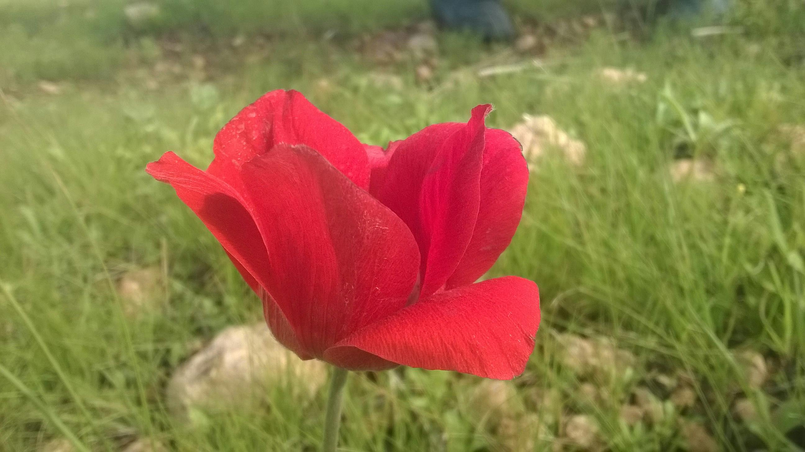 Kostenloses Foto zum Thema: blumenstrauß, rosen, rote rosen
