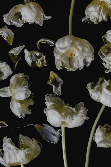Stunning photo of white tulips against black, showcasing wilted beauty in an artistic style.