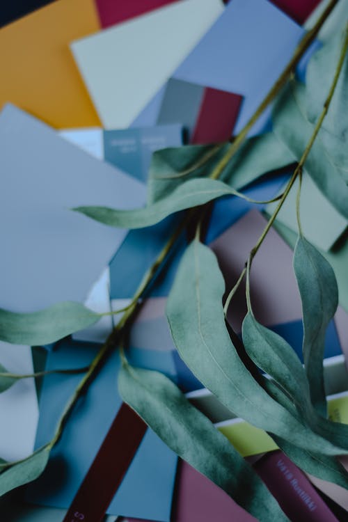 Close-up of an Eucalyptus Branch on the Background of Colorful Pieces of Paper