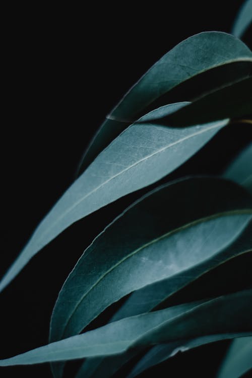 Green Leaves in Black Background