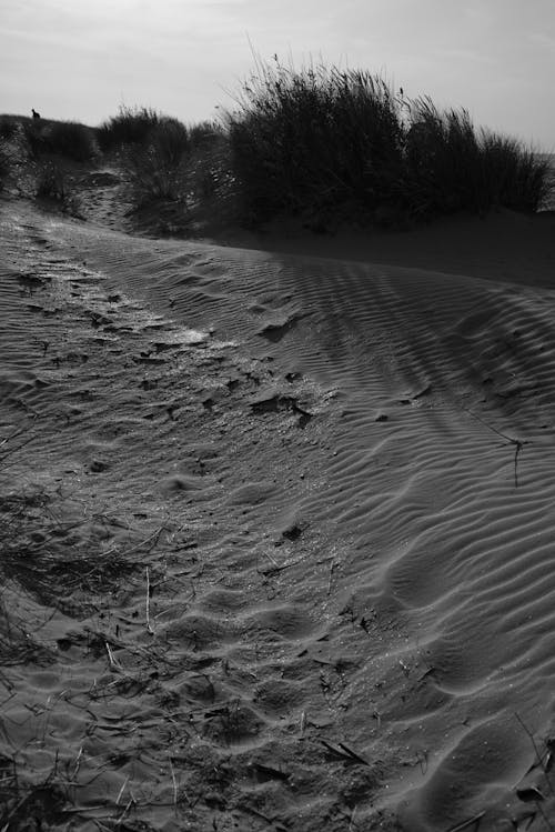 Grayscale Photo of Sand and Grass