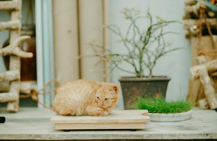 Ginger Cat Lying On Wooden Surface In Village