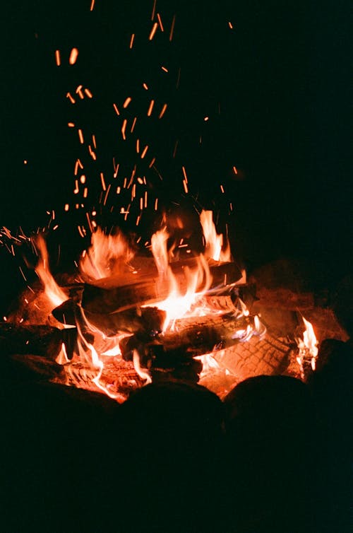 Foto d'estoc gratuïta de boscos de foc, cendra, cremant