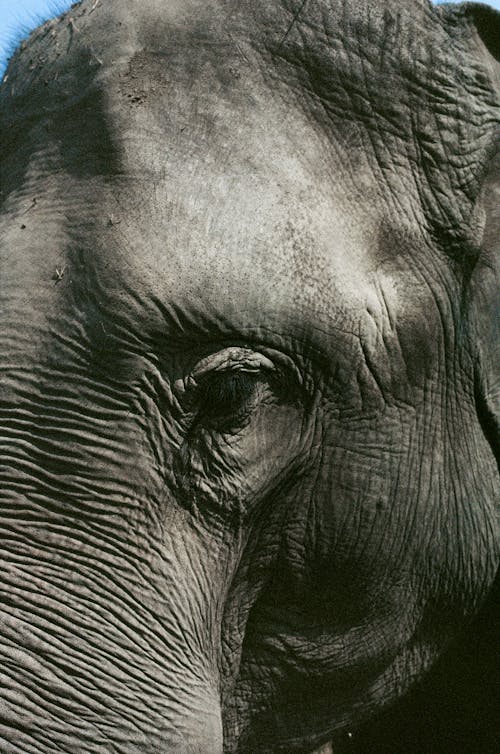 Free Close Up Photo of a Gray Elephant's Skin Texture  Stock Photo