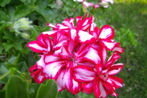 Free stock photo of garden Stock Photo