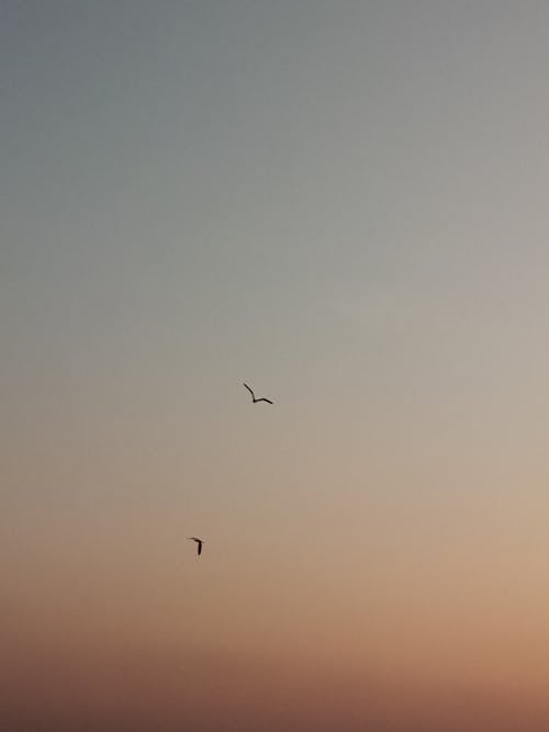 A Pair of Birds Flying in the Sky