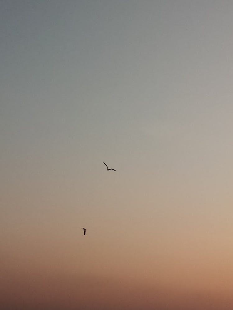 A Pair Of Birds Flying In The Sky