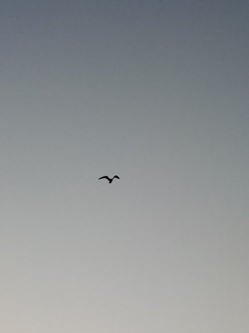 A Bird Flying in the Sky