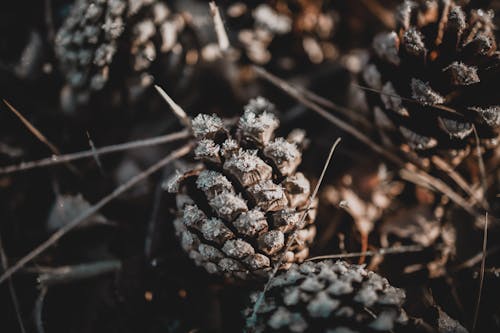 bitki örtüsü, buzlanmış, Çam kozalakları içeren Ücretsiz stok fotoğraf