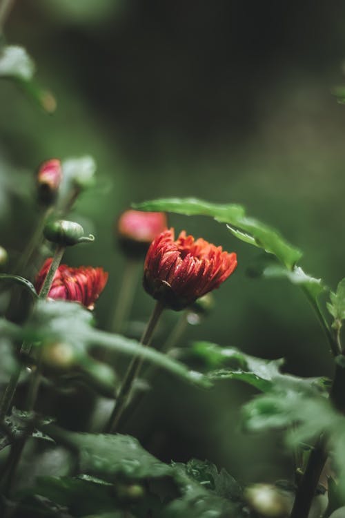 Close-up of Blossoming Red Chrysanthemum 