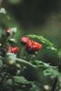 Red Flower in Tilt Shift Lens