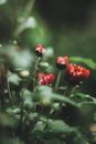 Red Flower in Tilt Shift Lens