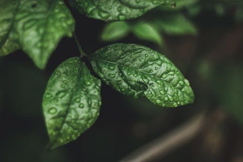 Fotos de stock gratuitas de de cerca, flora, gotas de rocío