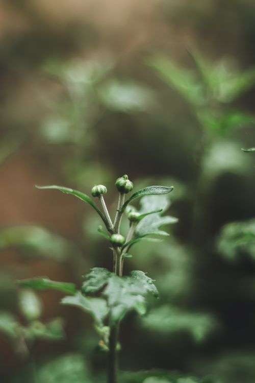 Free A detailed view of green plant buds on a blurred natural background. Stock Photo