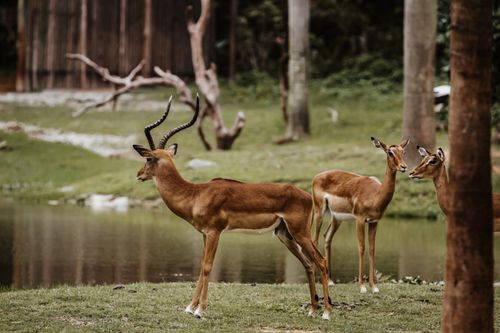 Free Antelopes with wavy horns and brown coat on meadow against pond and woods in summer Stock Photo