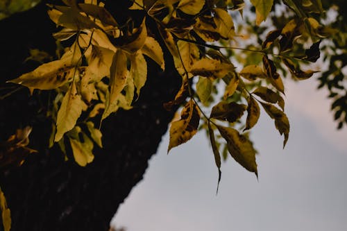 Leaves on Branches in Autumn