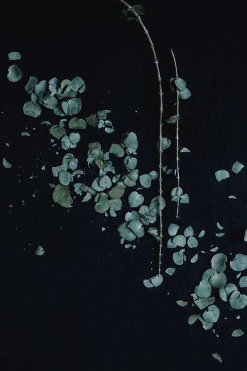 Free Artistic top view of scattered eucalyptus leaves on black background. Stock Photo