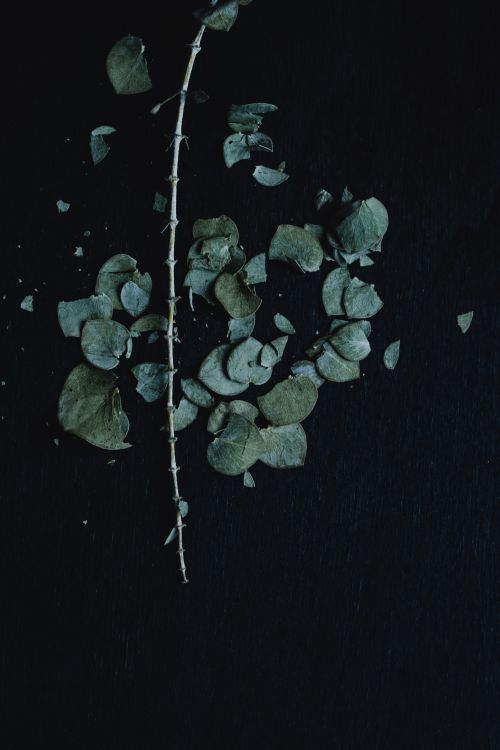 Free A dark, textured still life featuring dried eucalyptus leaves against a black background. Stock Photo