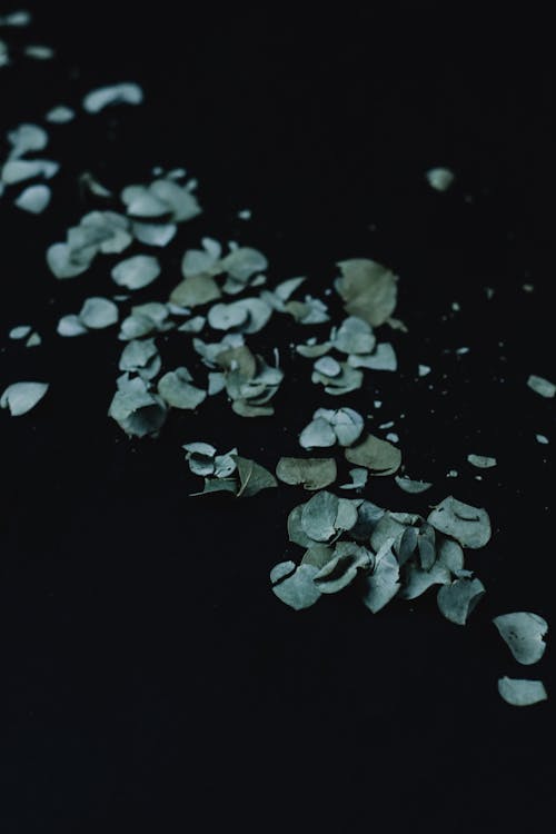 Weiße Blütenblätter Auf Schwarzer Oberfläche