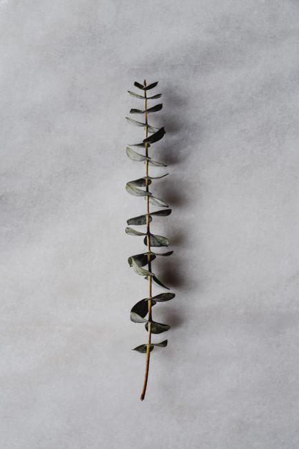 A vertical shot of a eucalyptus branch on a textured gray background showcasing simple elegance.
