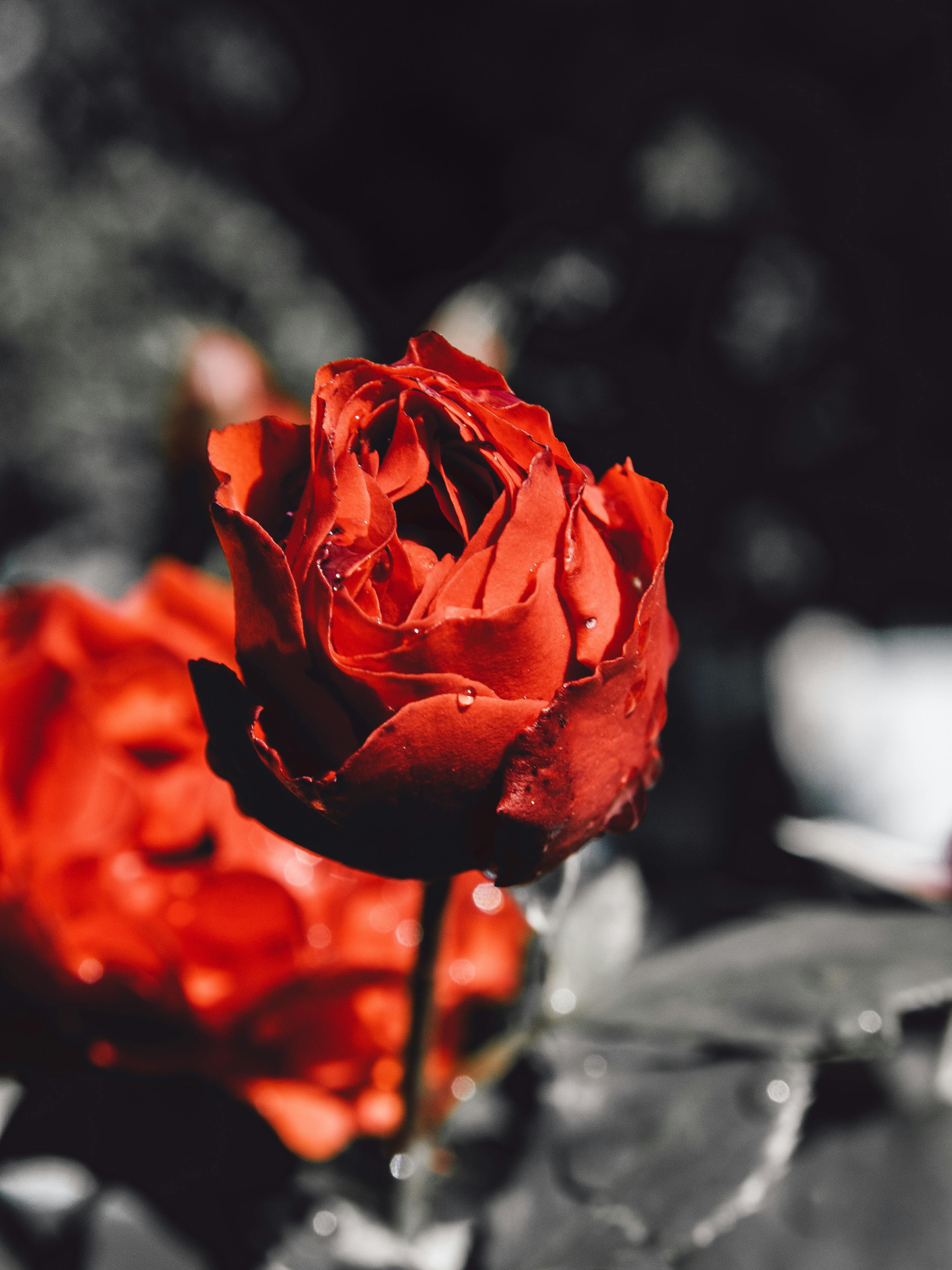 Broken Rose Stock Photos and Images  123RF