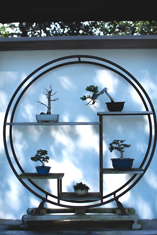 Foto profissional grátis de bonsai, estantes de madeira, prateleiras de madeira