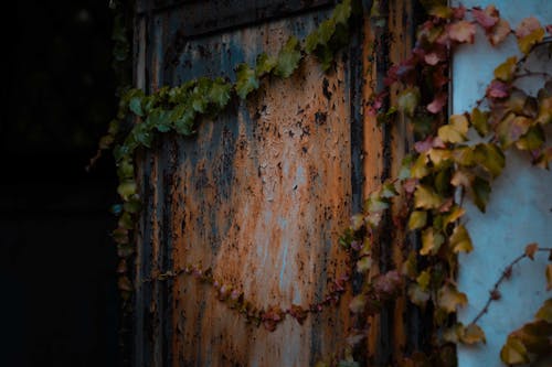 Weathered metal door with cracked paint on damaged building covered with ivy plant