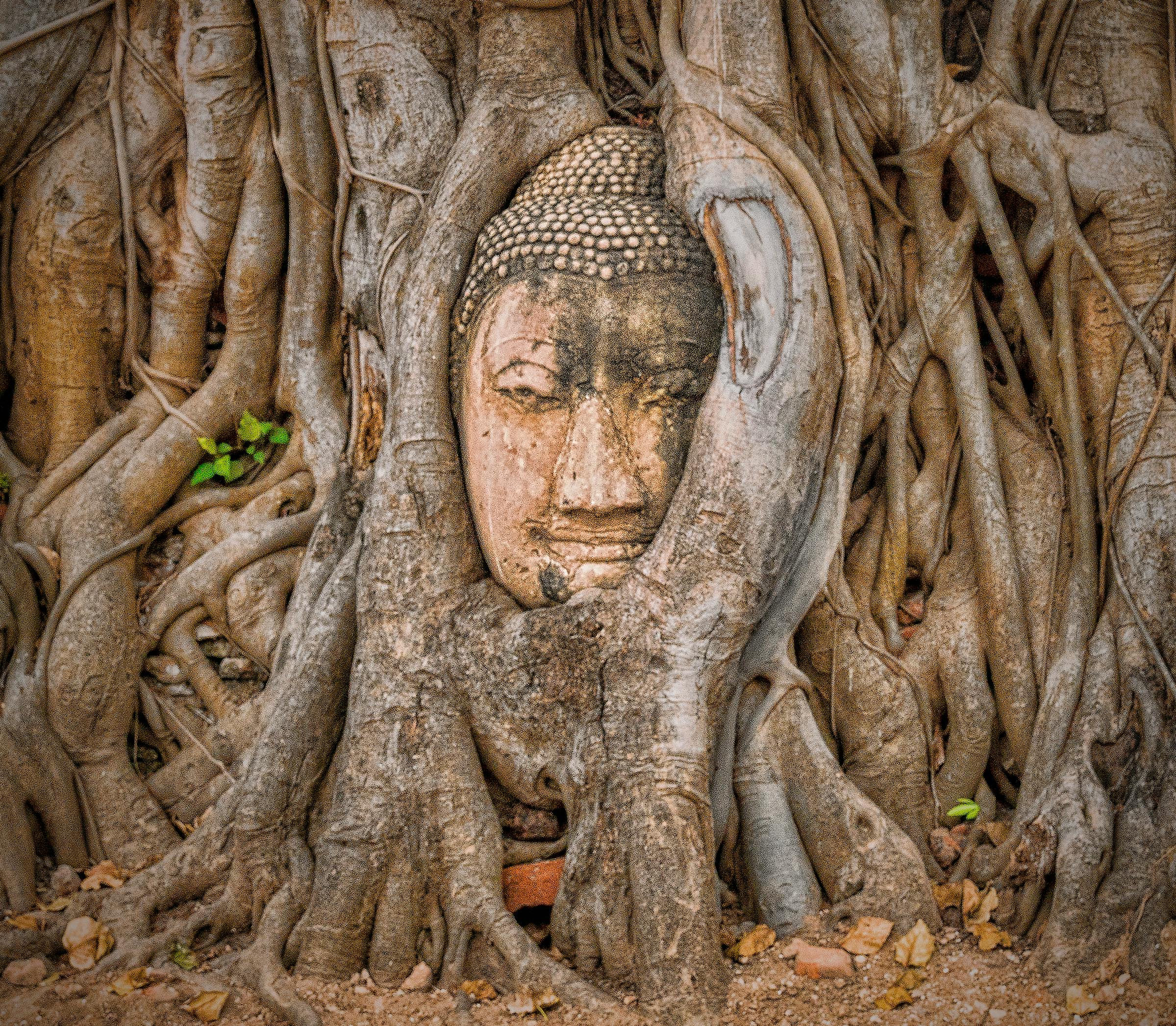 16,500+ Banyan Stock Photos, Pictures & Royalty-Free Images - iStock |  Banyan trees, Banyan leaf, Banyan roots